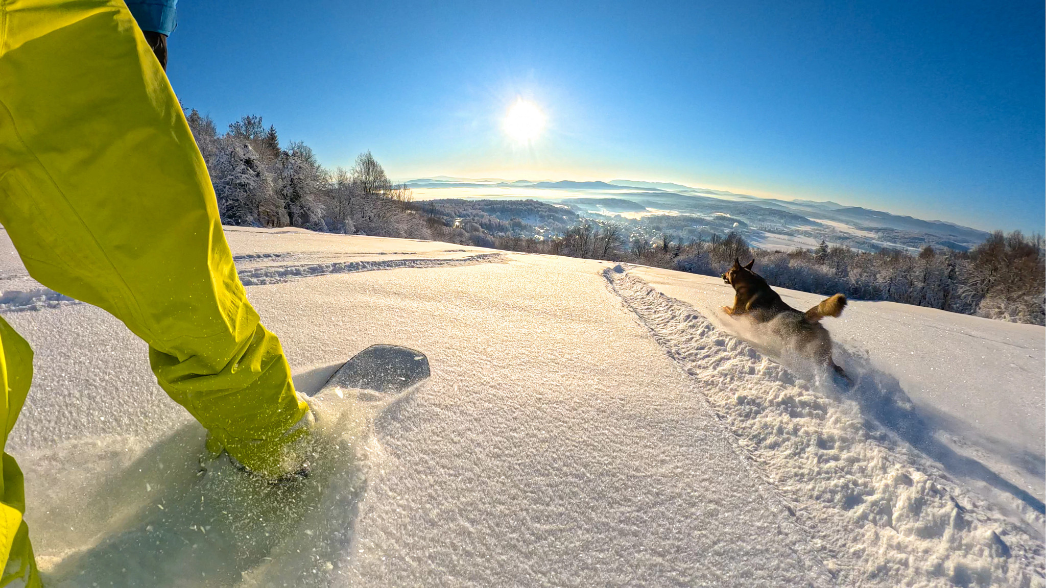 a dog running in the snow next to a skier