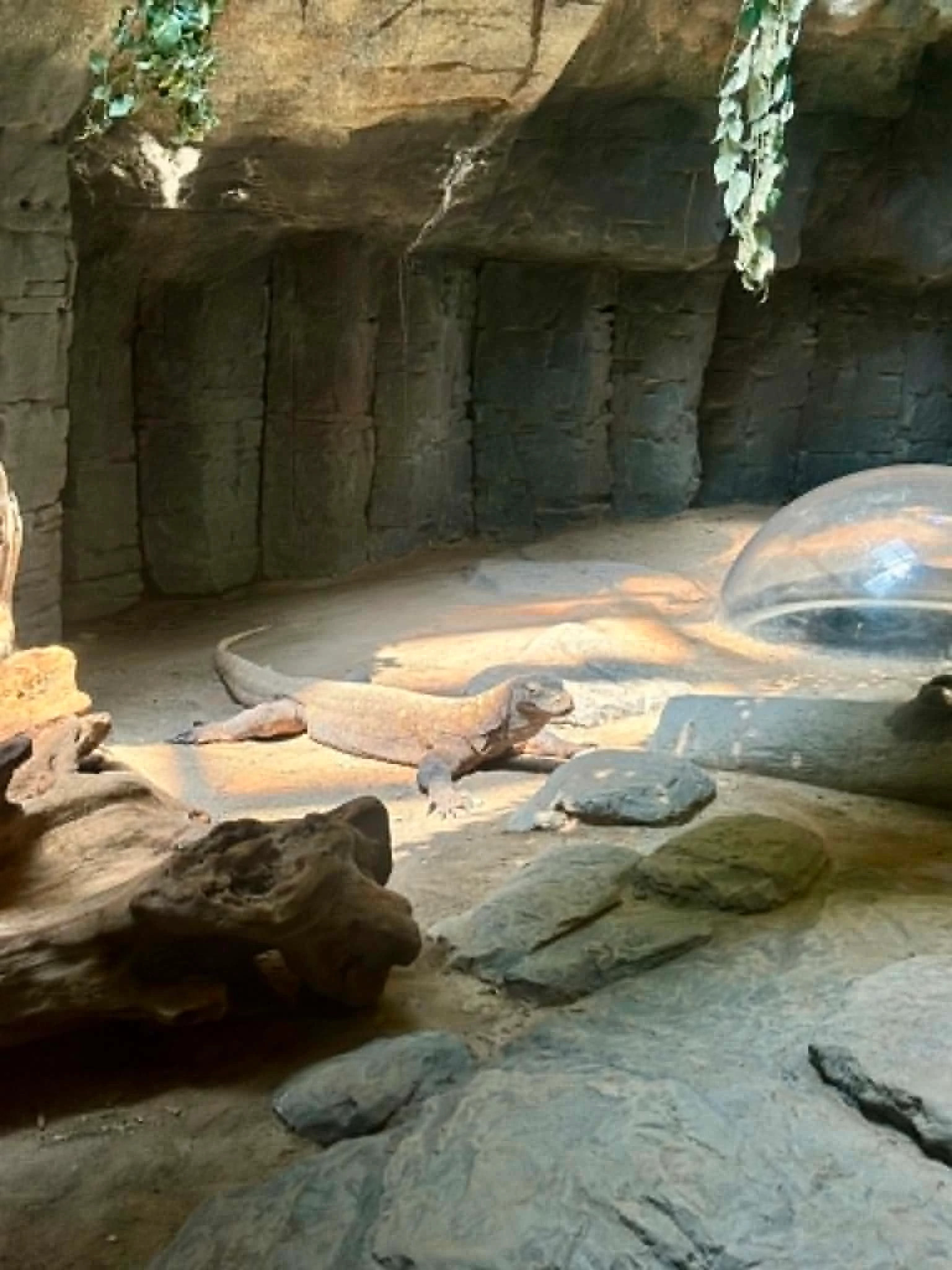 komodo dragon in enclosure