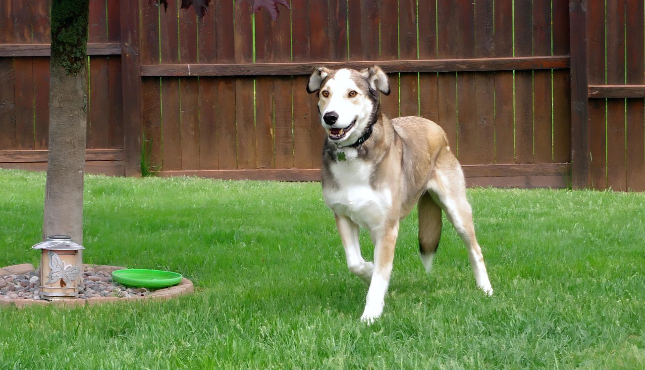 How to Adopt a Dog, The Hard Way A photo shows Barley the dog in his backyard