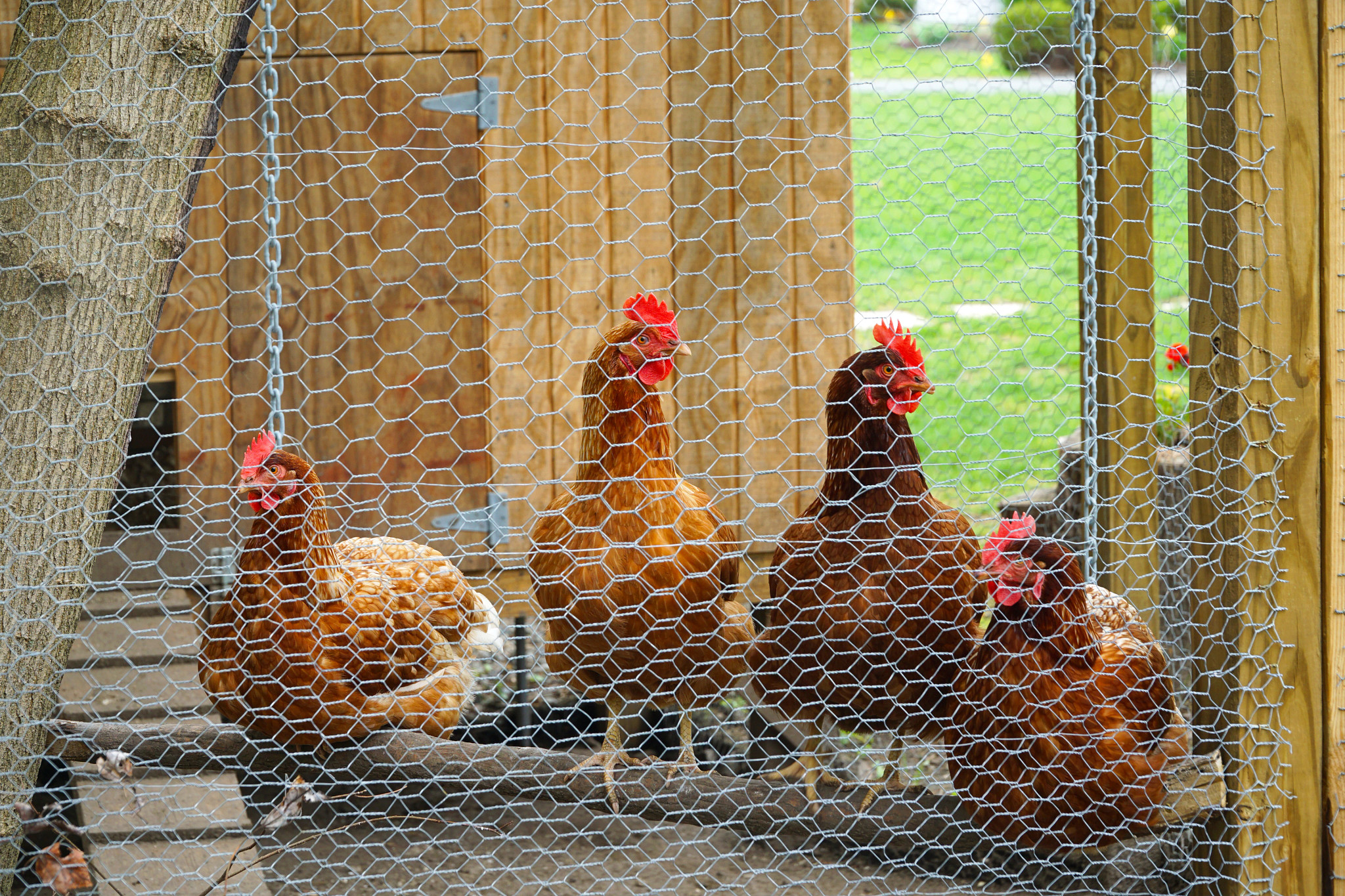 close up on chicken in side coop in back yard