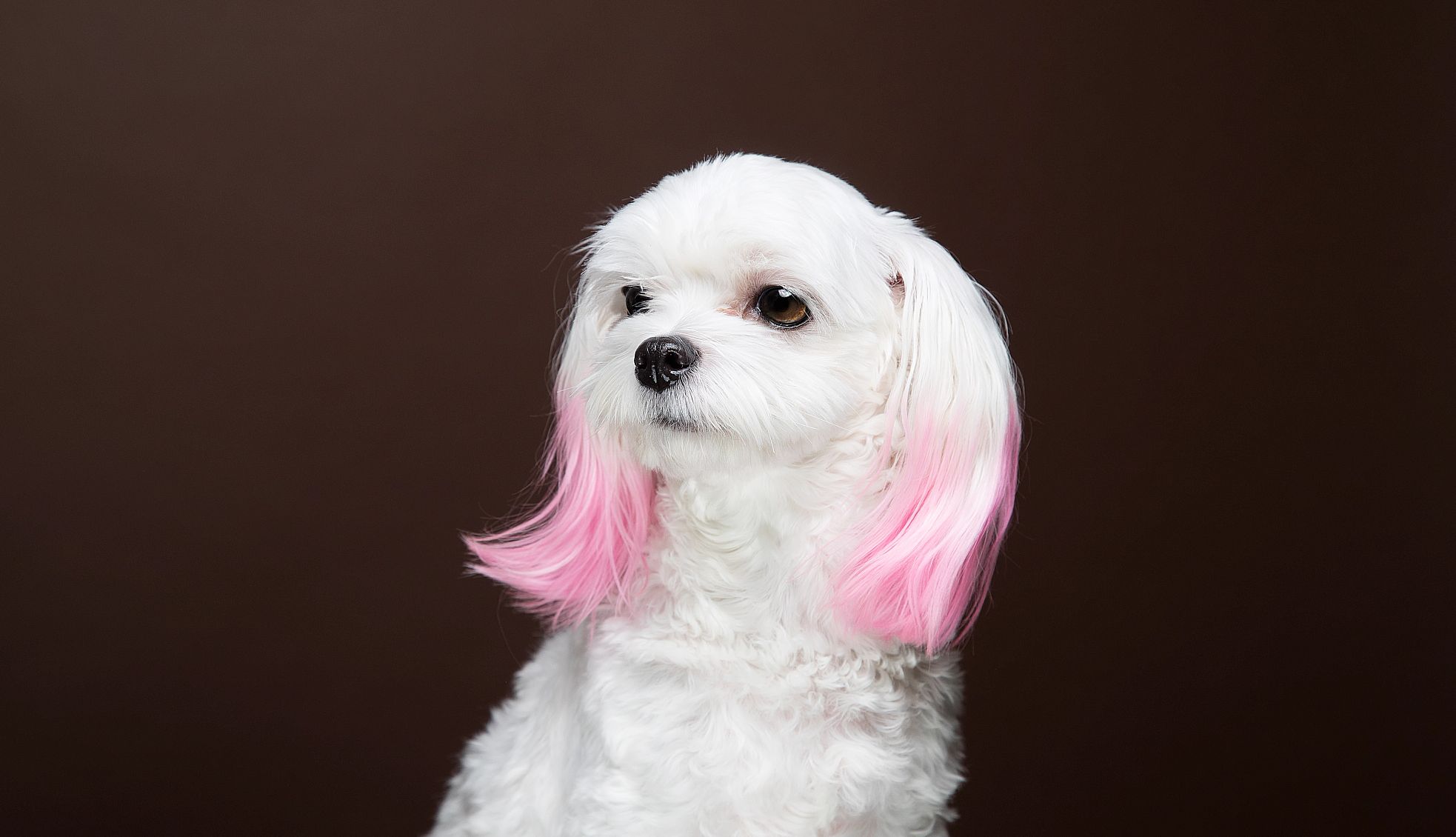 perro pequeño con pelo rosado
