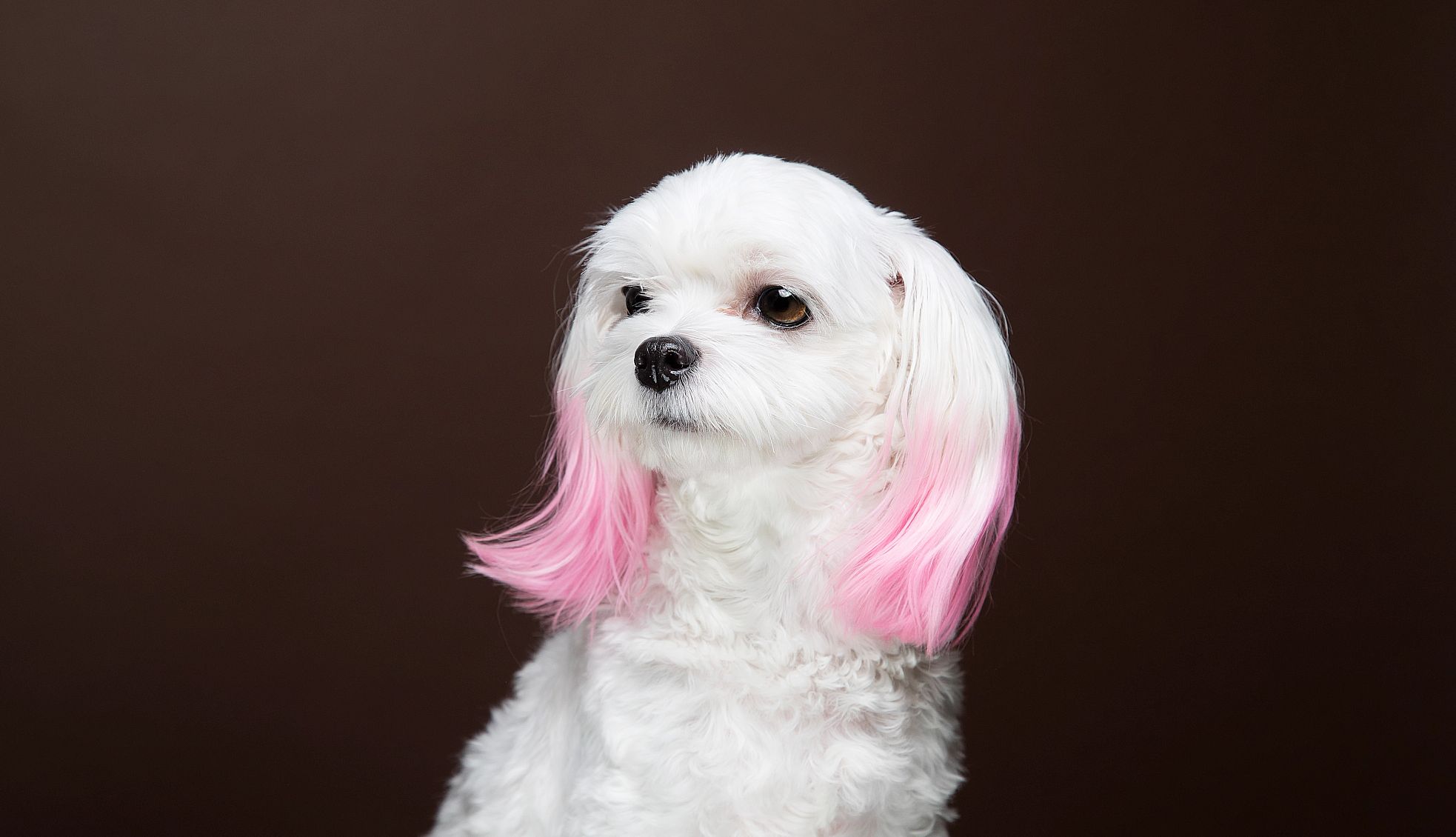 a small dog with pink hair