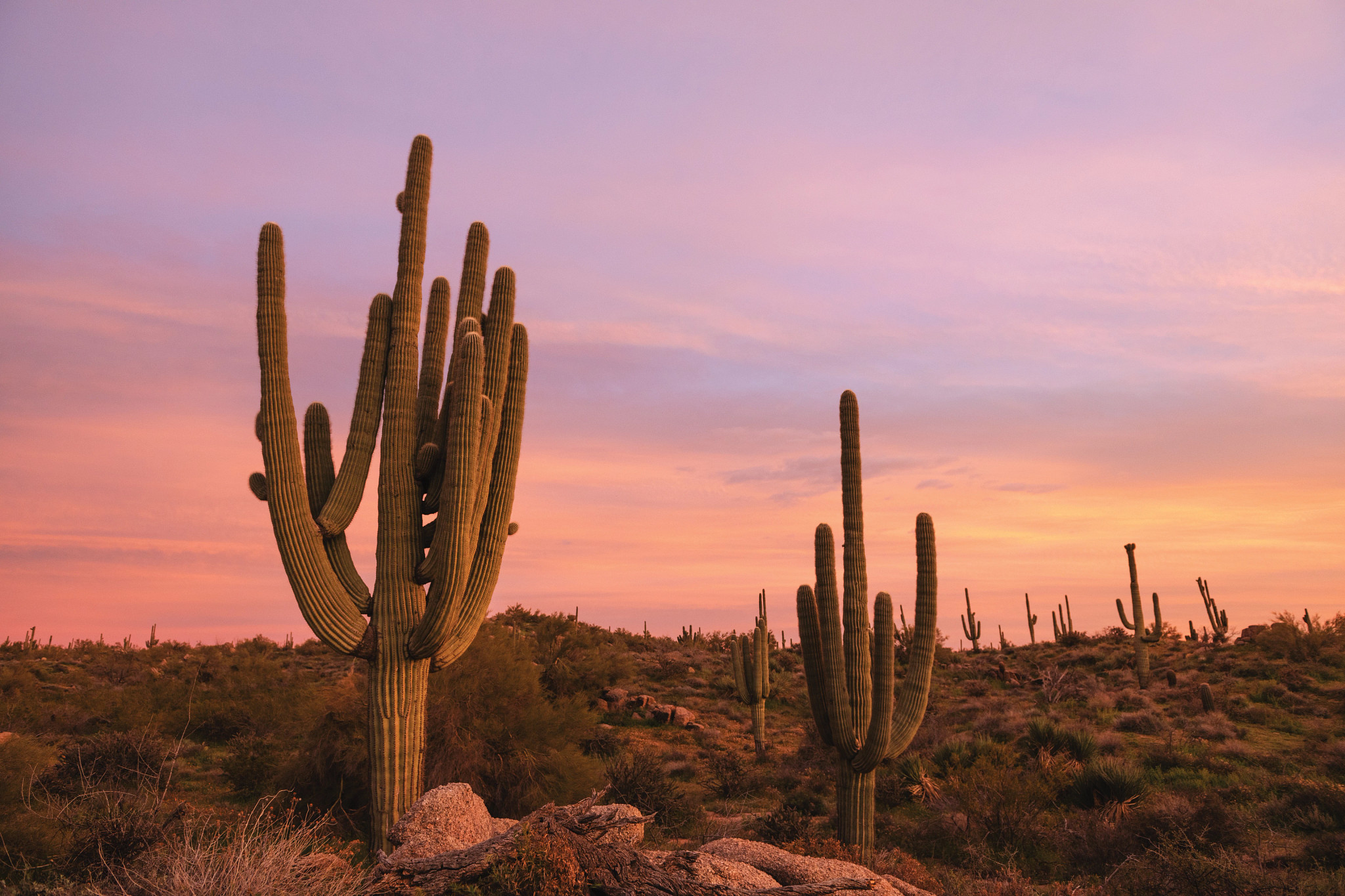 Hiking at sunset in Scottsdale, AZ by the Saguaro.