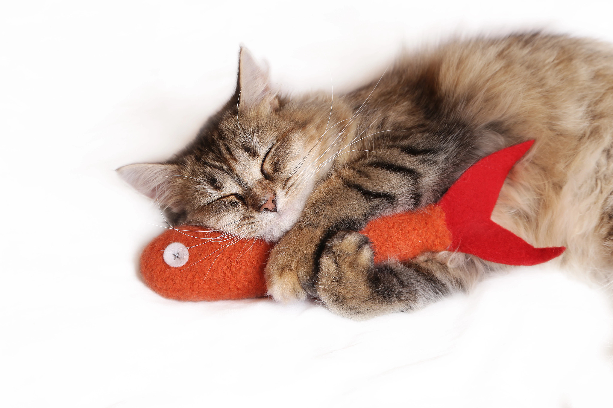 a cat snuggling with a toy fish