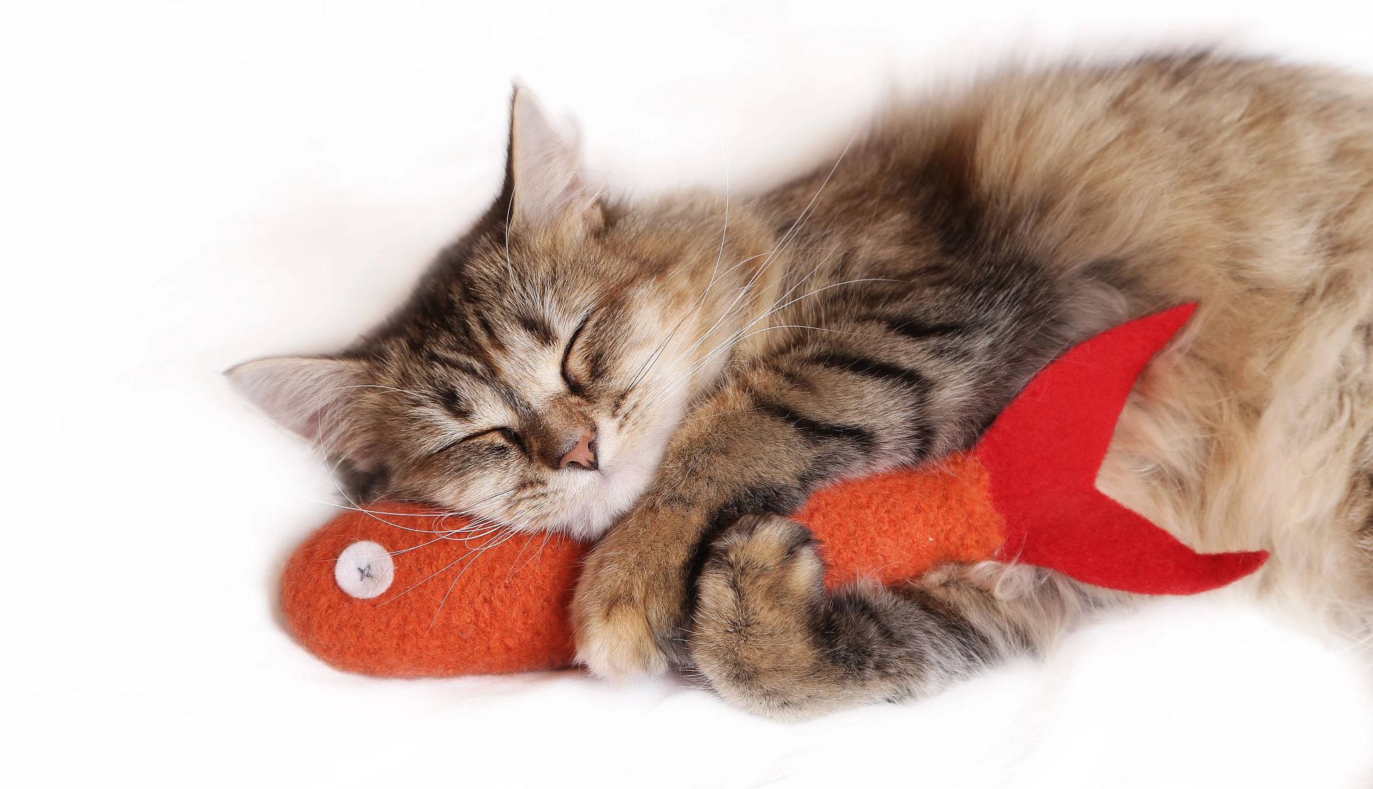 AARP Smart Guide to Pet Adoption a cat snuggling with a toy fish