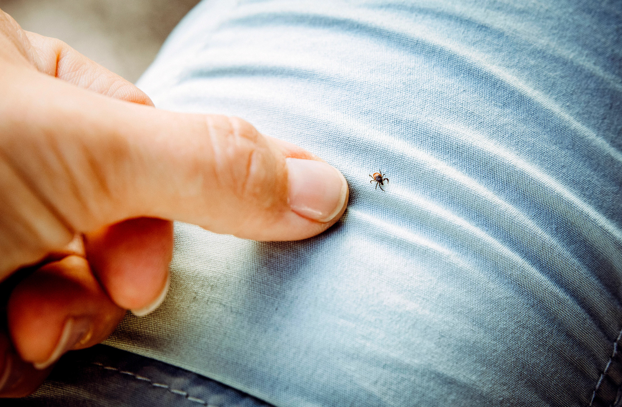 A close-up of a tiny dark tick crawling on a person's light blue pants next to a finger for scale.