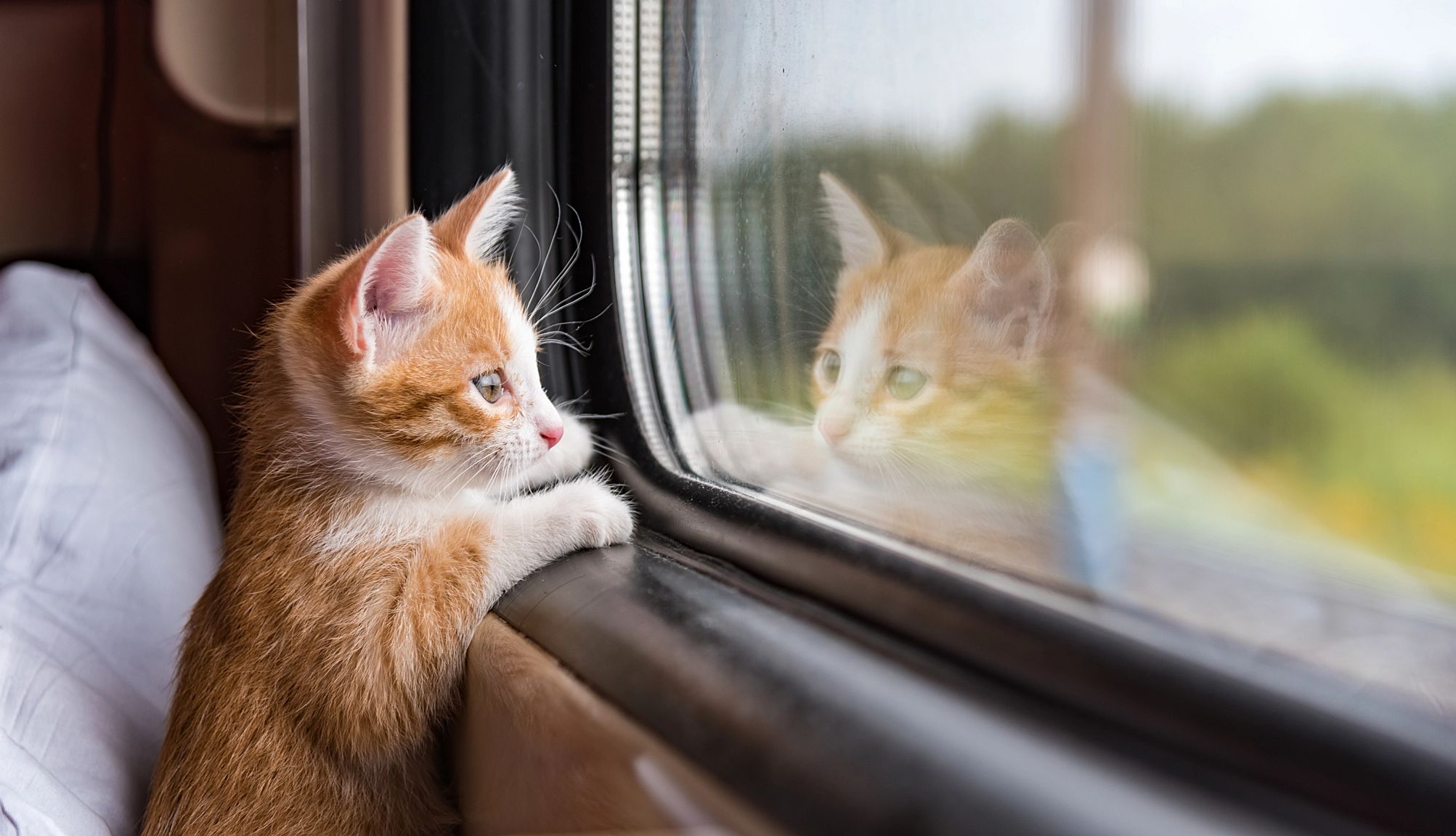 Smart Guide to Traveling With Pets a cat looking out a window