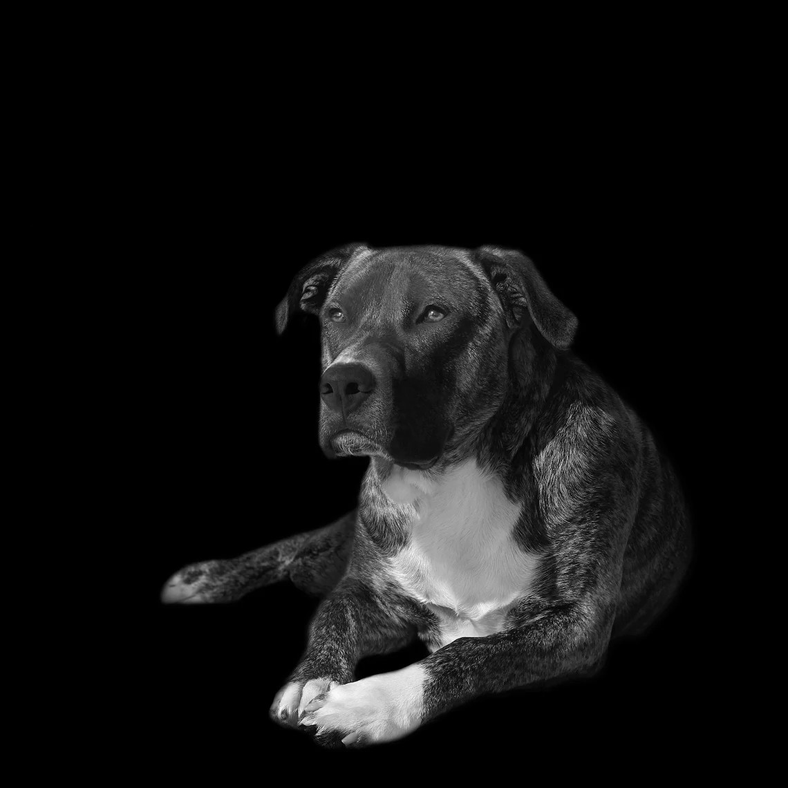 a dog on a black field