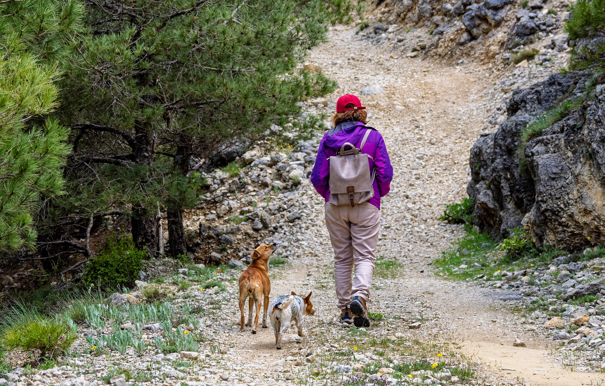 two dogs walking with a person on a hike