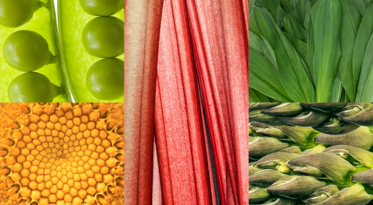 spring vegetables, grid, photograph