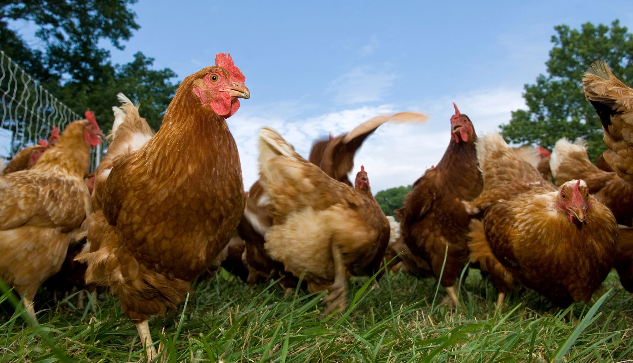 a group of chickens eating on a grassy farm
