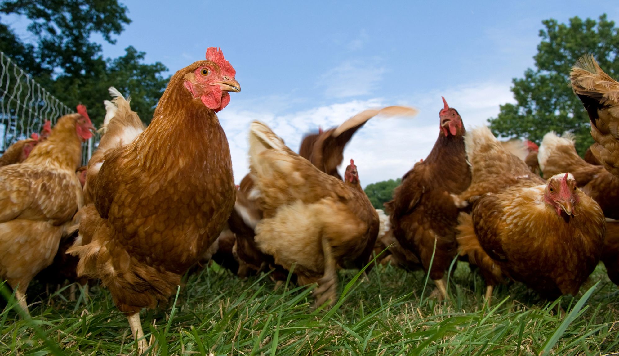 Salmonella in Backyard Birds chickens