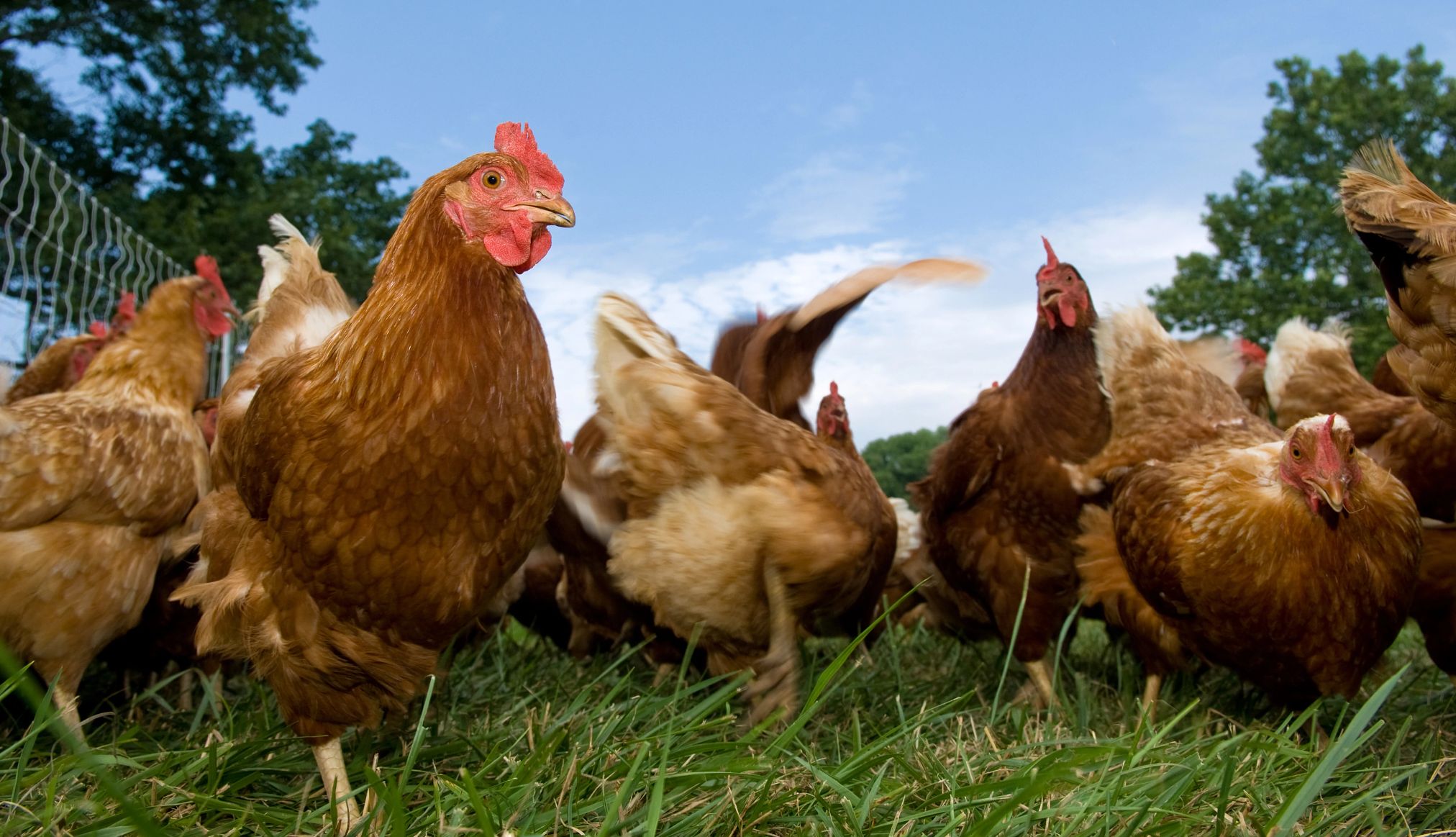 Gallinas de crianza doméstica