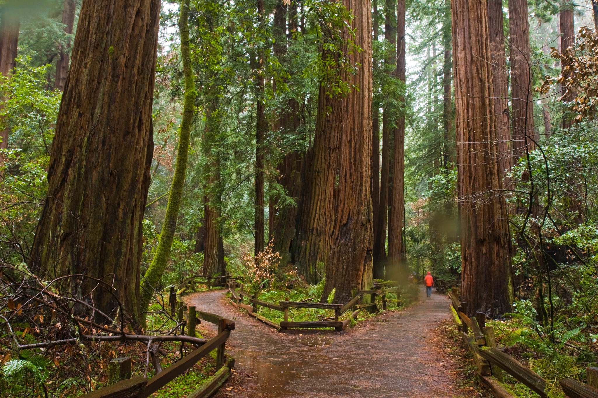 Forest pathway surrounded by massive redwood trees and lush greenery, with a distant visitor walking along the trail