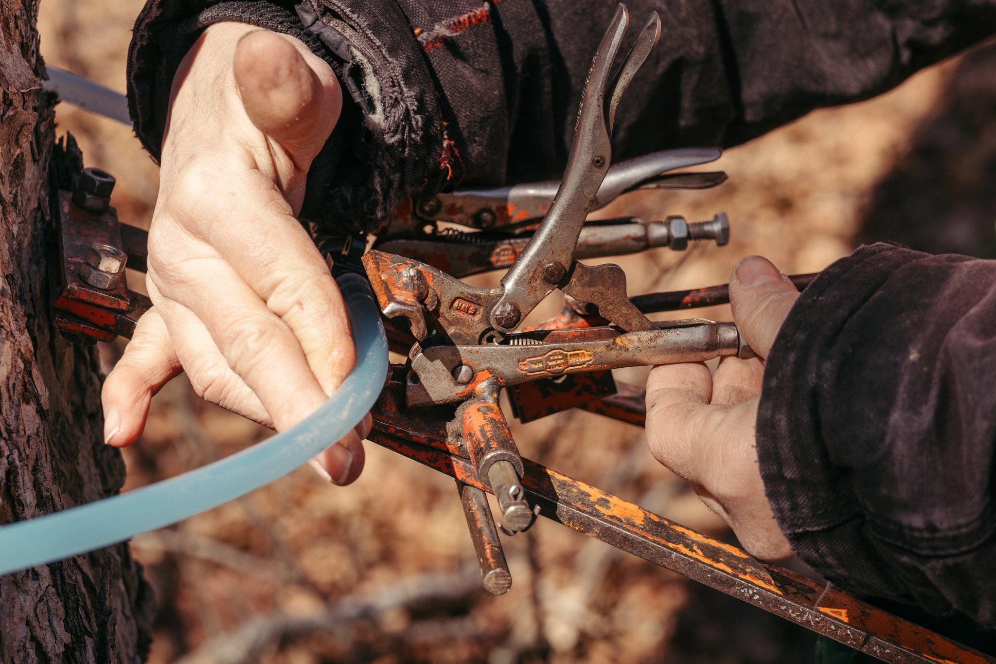 Close-up of hands attaching tubing to a tree using a metal clamp for sap collection