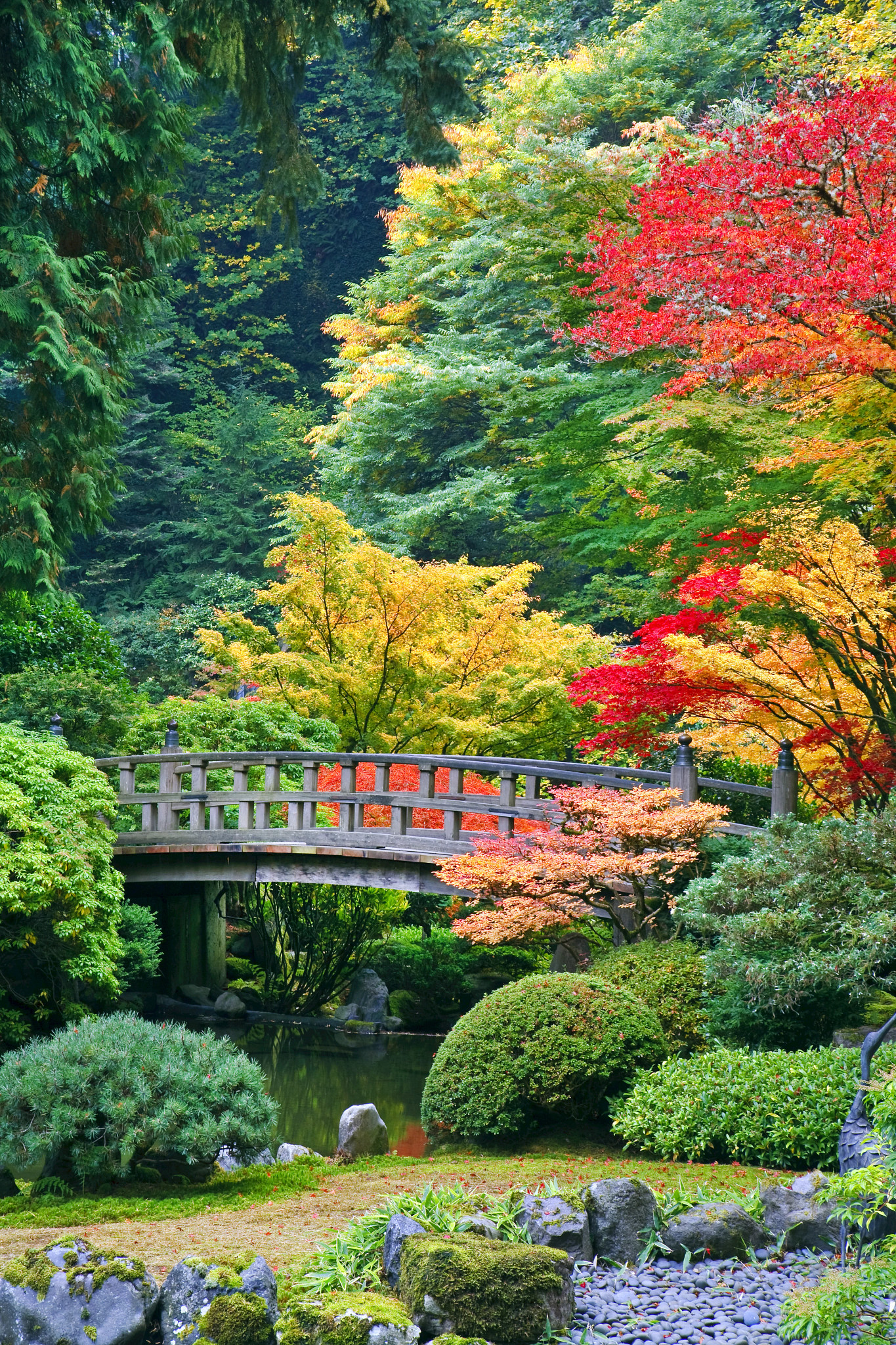 a bridge and trees with vibrant fall colors at the Portland Japanese Garden in Oregon