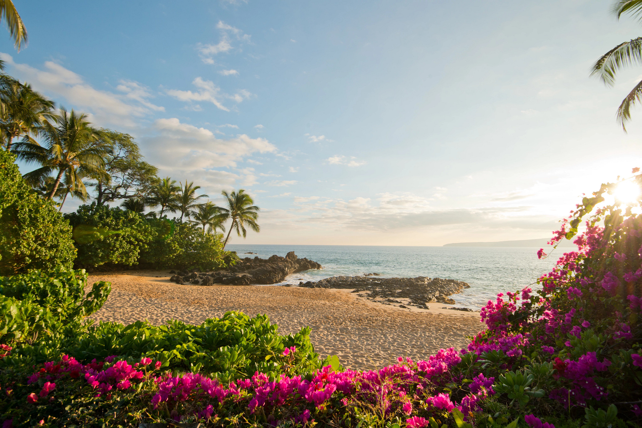 an empty beach with flowers and trees