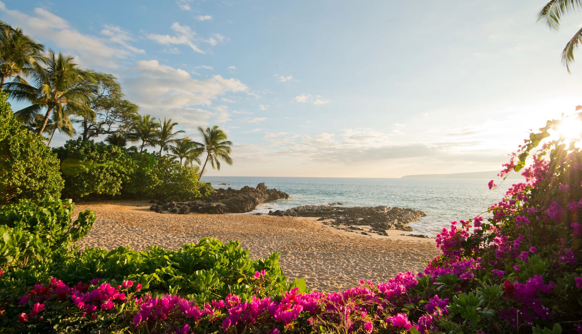 Hawaii Beach Gems an empty beach with flowers and trees