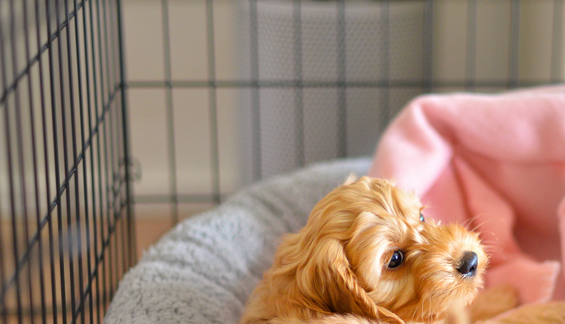Un perro en una jaula con una cama