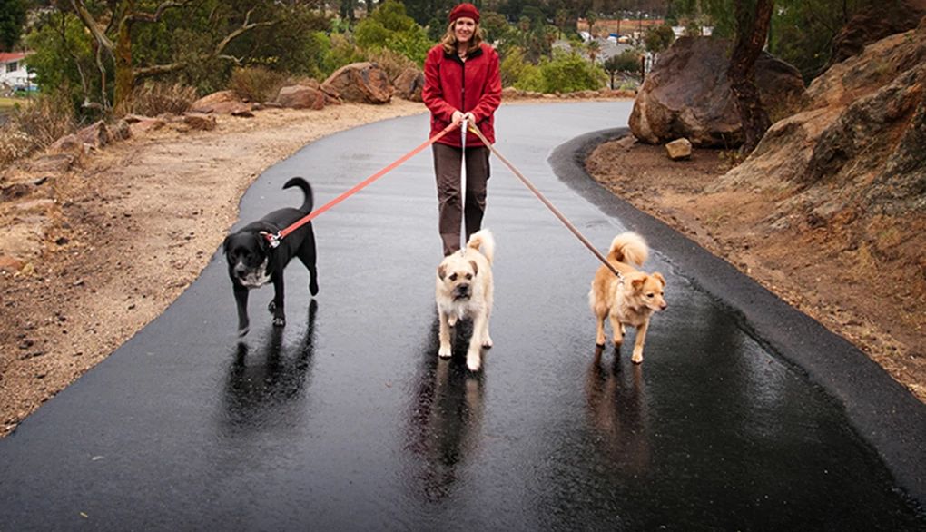 Pets can positively impact your brain health A woman walking three dogs on a rainy day