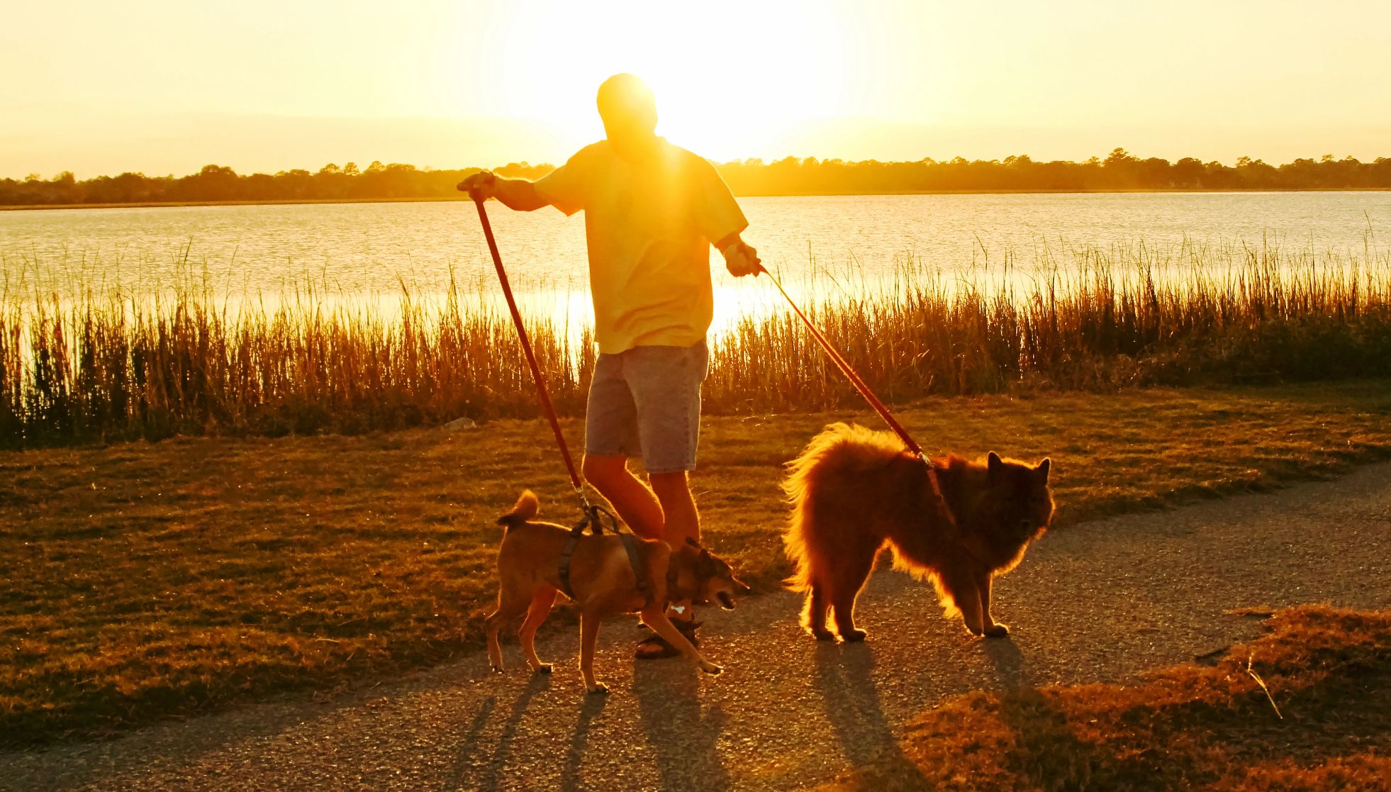 man walking two dogs at sunset, under warm golden light, by the river