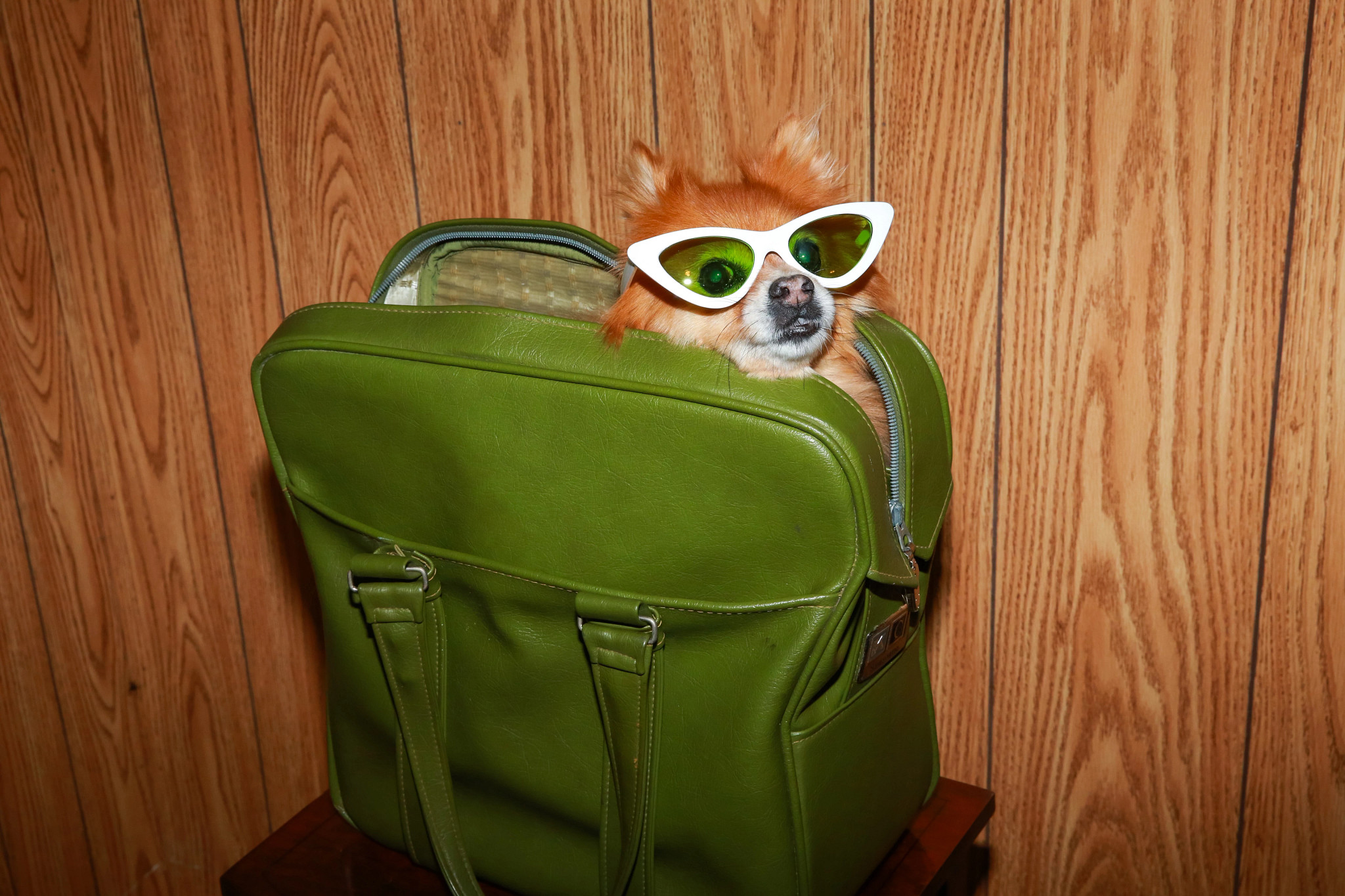 a small dog, wearing glasses is inside a green piece of luggage