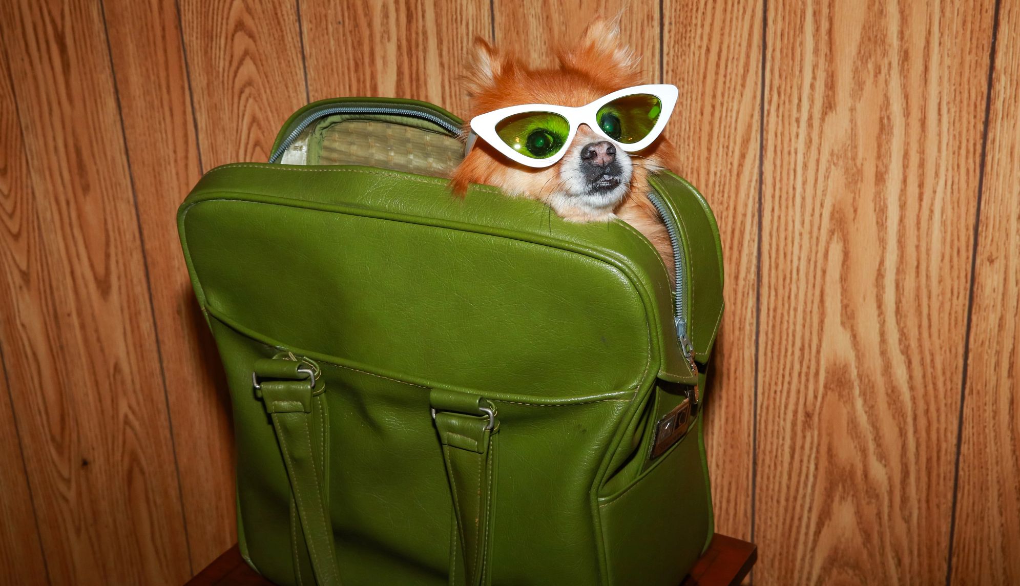 a small dog, wearing glasses is inside a green piece of luggage