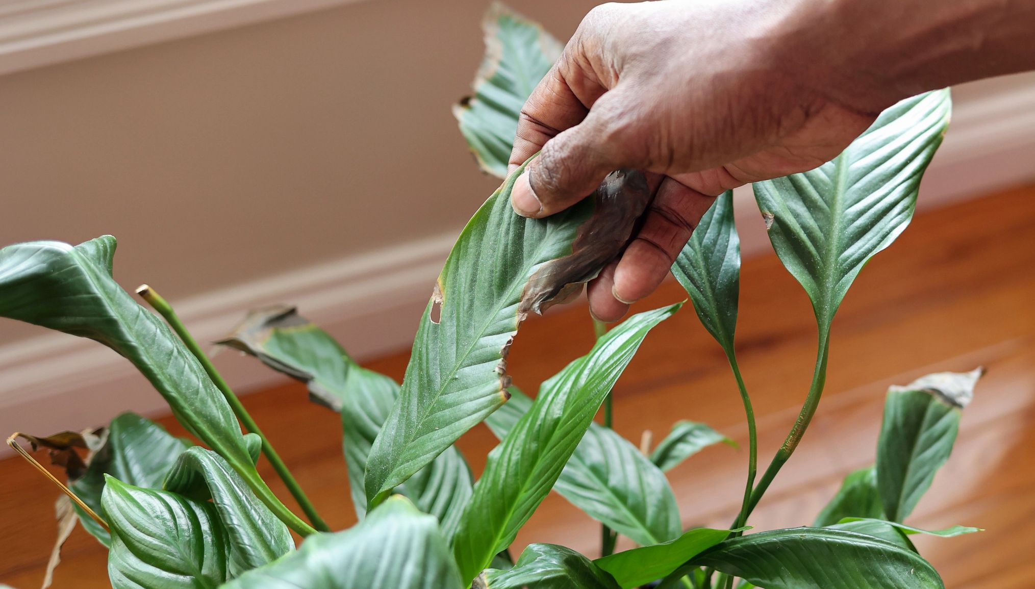 a plant that needs more water a plant with brown spots along the edges signaling it needs water