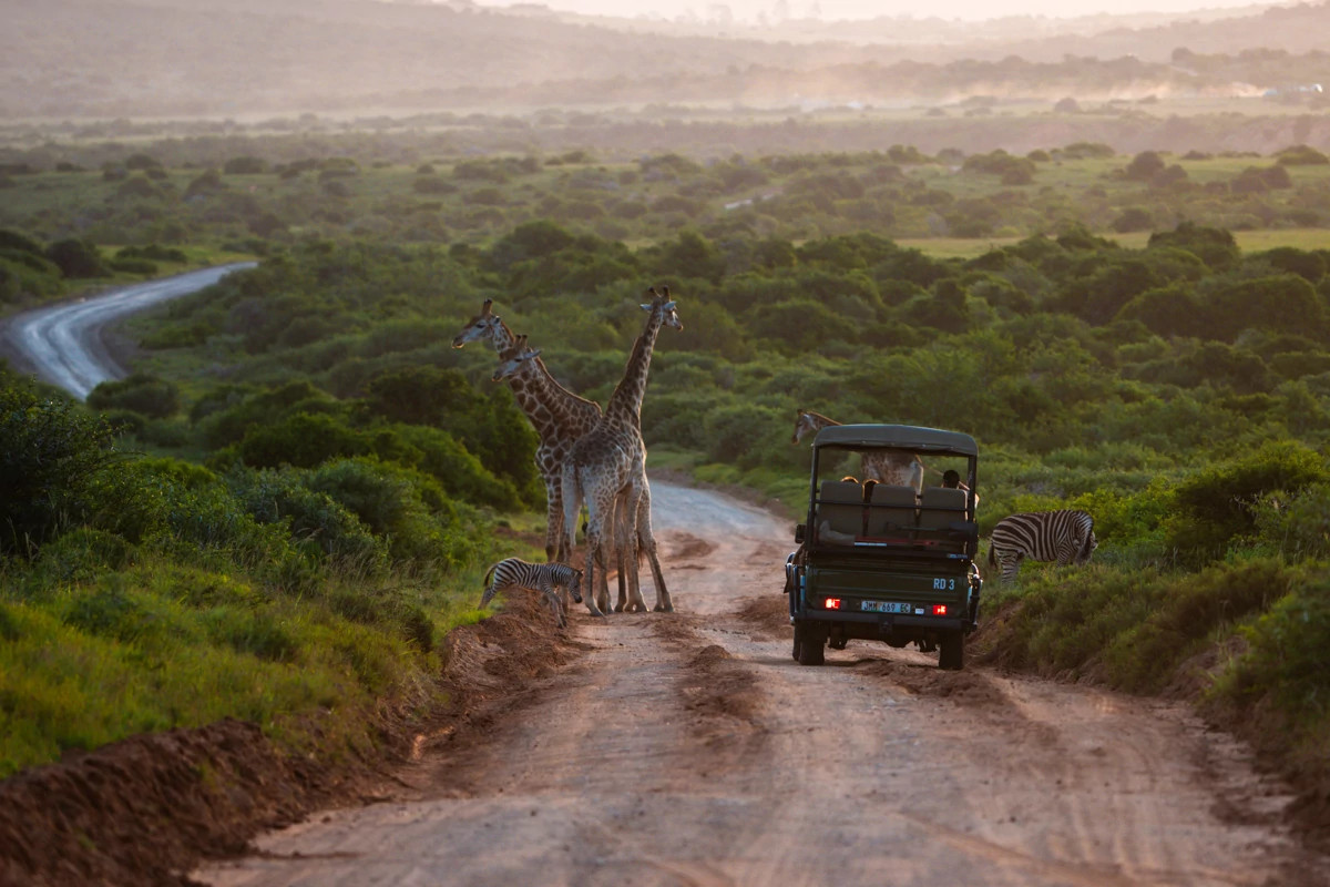 giraffes and zebras crossing in front of a safari vehicle