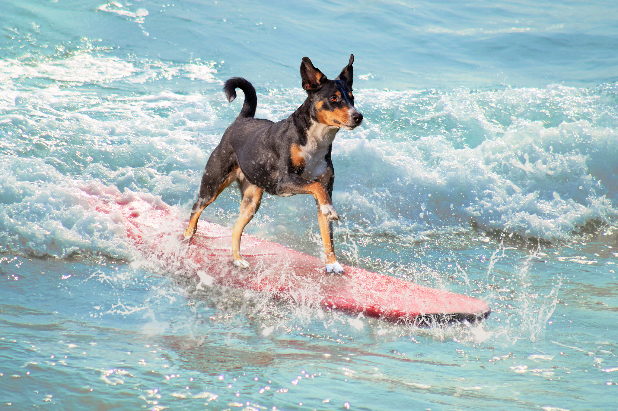 a dog riding a surfboard